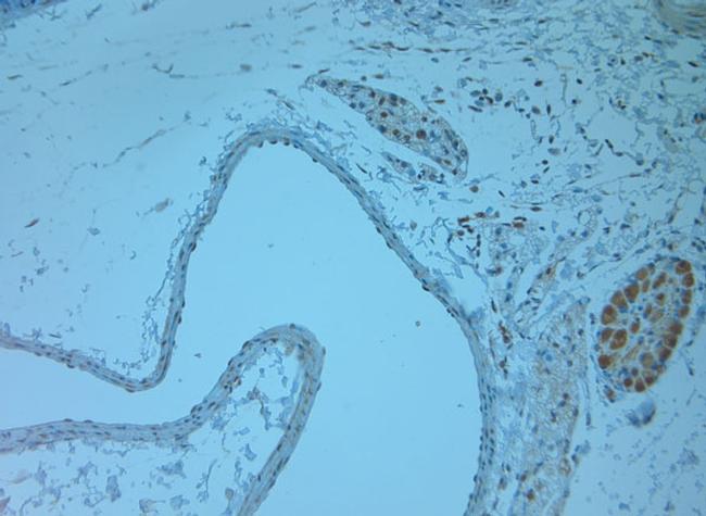 RGMC Antibody in Immunohistochemistry (Paraffin) (IHC (P))