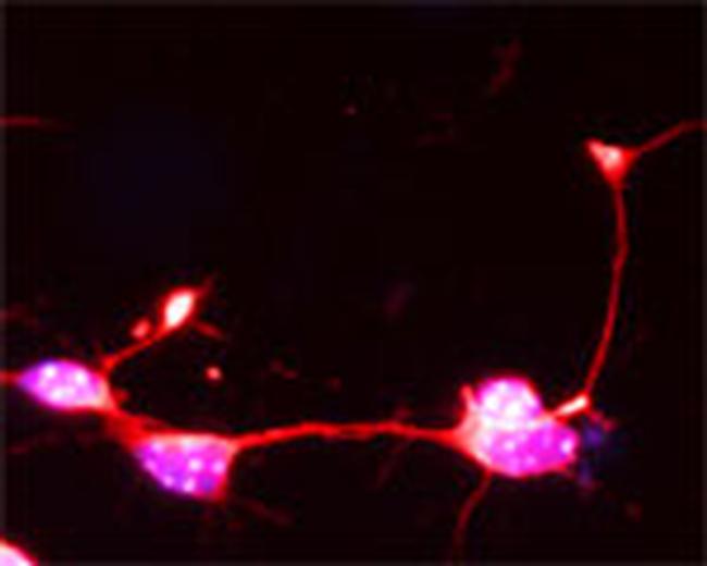 SYT17 Antibody in Immunocytochemistry (ICC/IF)