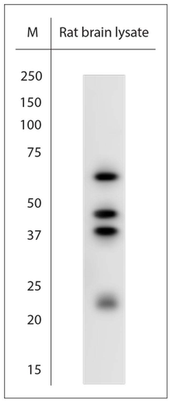 SUMO1 Antibody in Western Blot (WB)