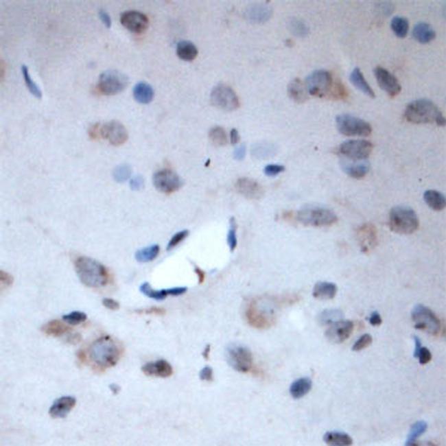 Syntaxin 3 Antibody in Immunohistochemistry (Paraffin) (IHC (P))