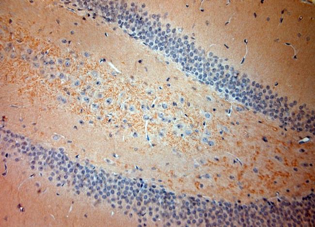 5HT7 R Antibody in Immunohistochemistry (Paraffin) (IHC (P))