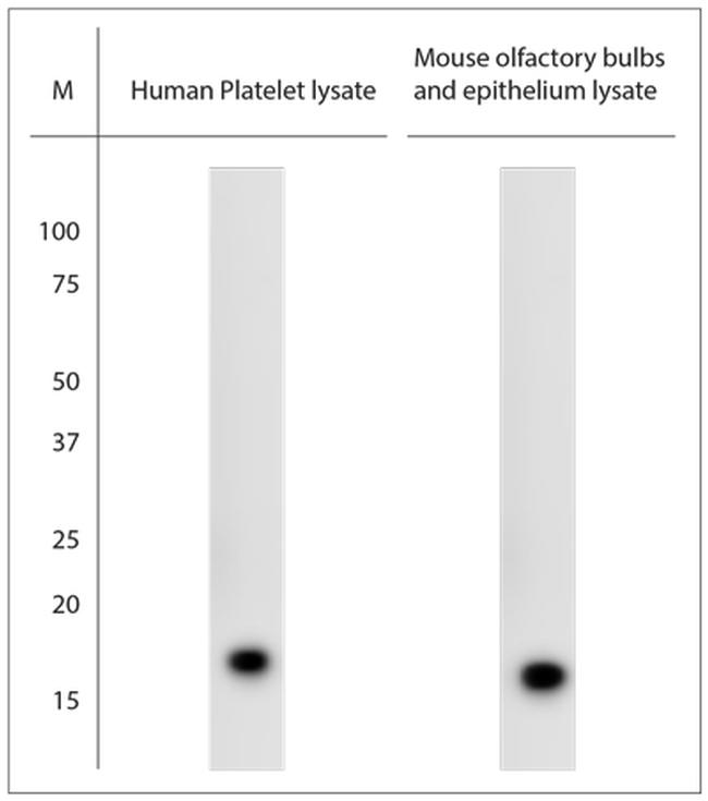 SOD1 Antibody in Western Blot (WB)