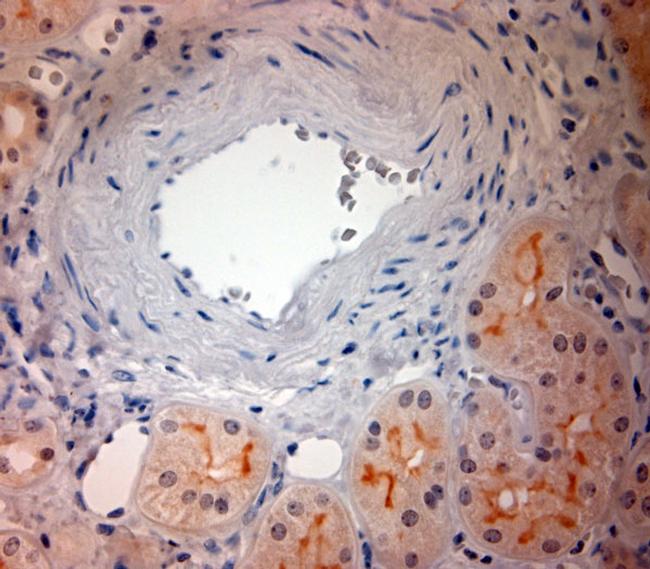 SLC17A3 Antibody in Immunohistochemistry (Paraffin) (IHC (P))