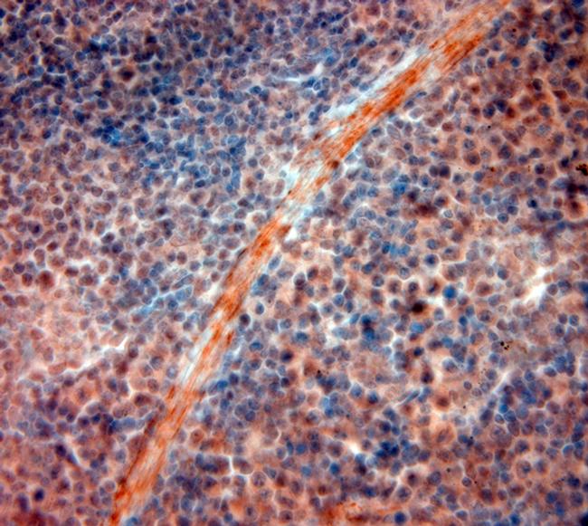 5HT4 R Antibody in Immunohistochemistry (Paraffin) (IHC (P))