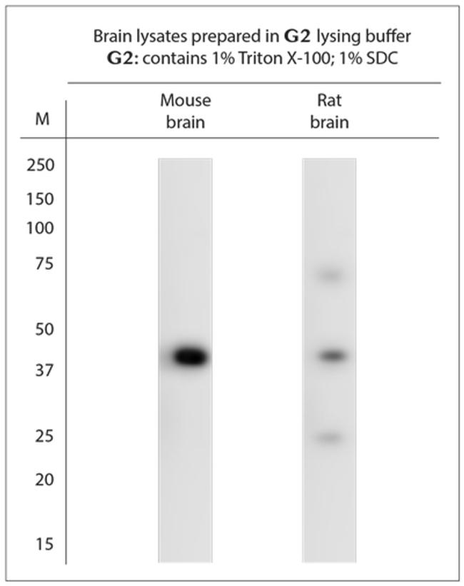 TAAR1 Antibody in Western Blot (WB)