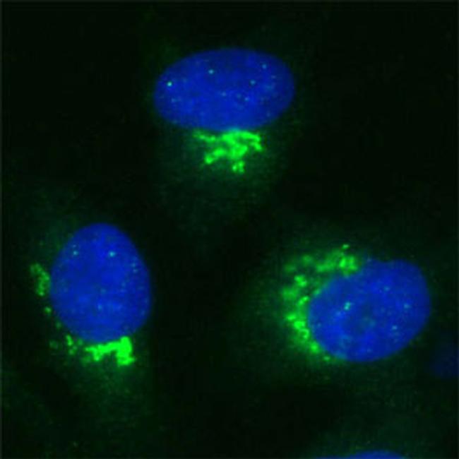 VDP Antibody in Immunocytochemistry (ICC/IF)