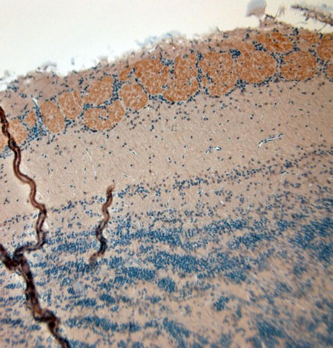 VGluT2 Antibody in Immunohistochemistry (Paraffin) (IHC (P))