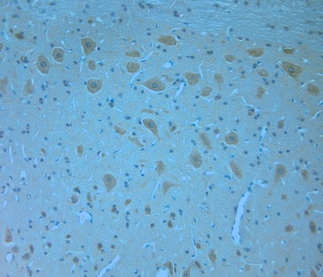 NRIF1 Antibody in Immunohistochemistry (Paraffin) (IHC (P))