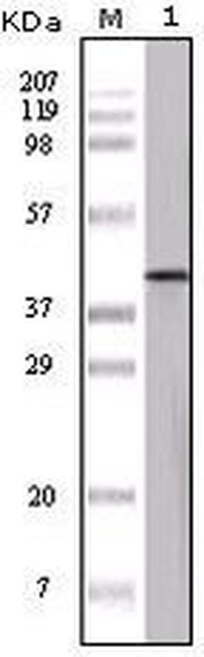 Ovalbumin Antibody in Western Blot (WB)