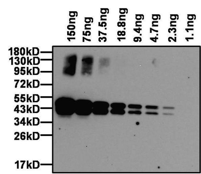 Ovalbumin Antibody in Western Blot (WB)