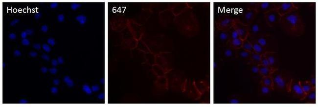 P-cadherin Antibody in Immunocytochemistry (ICC/IF)