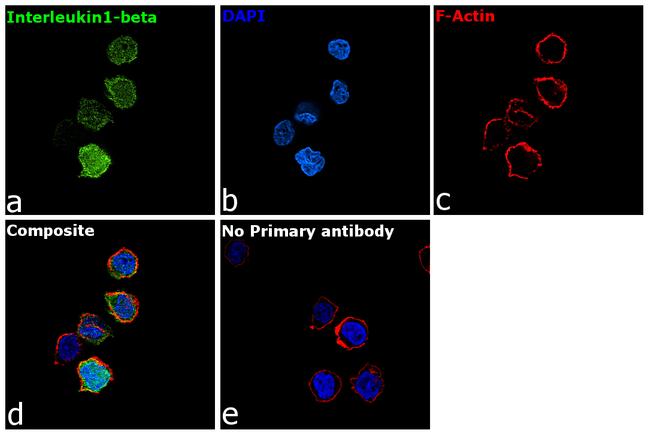 IL-1 beta Antibody in Immunocytochemistry (ICC/IF)