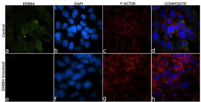 ErbB4 Antibody in Immunocytochemistry (ICC/IF)