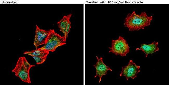 Phospho-nNOS (Ser1417) Antibody in Immunocytochemistry (ICC/IF)