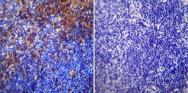 RAGE Antibody in Immunohistochemistry (Paraffin) (IHC (P))