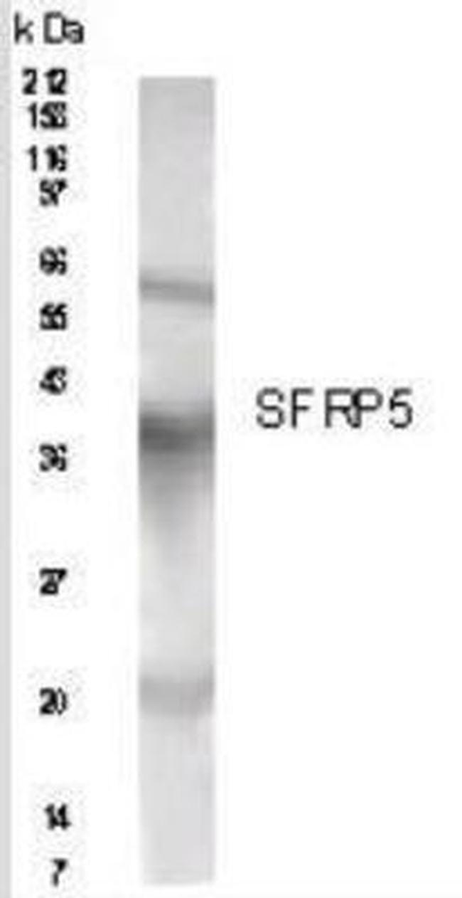 SFRP5 Antibody in Western Blot (WB)