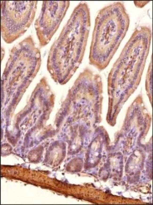 NPC1L1 Antibody in Immunohistochemistry (Paraffin) (IHC (P))