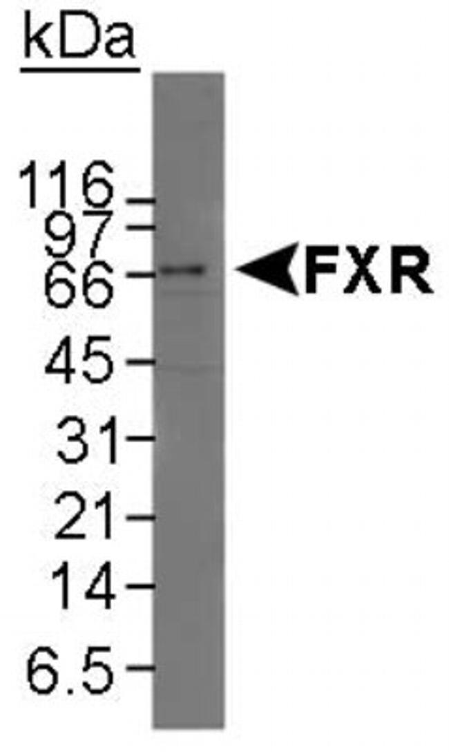 FXR Antibody in Western Blot (WB)