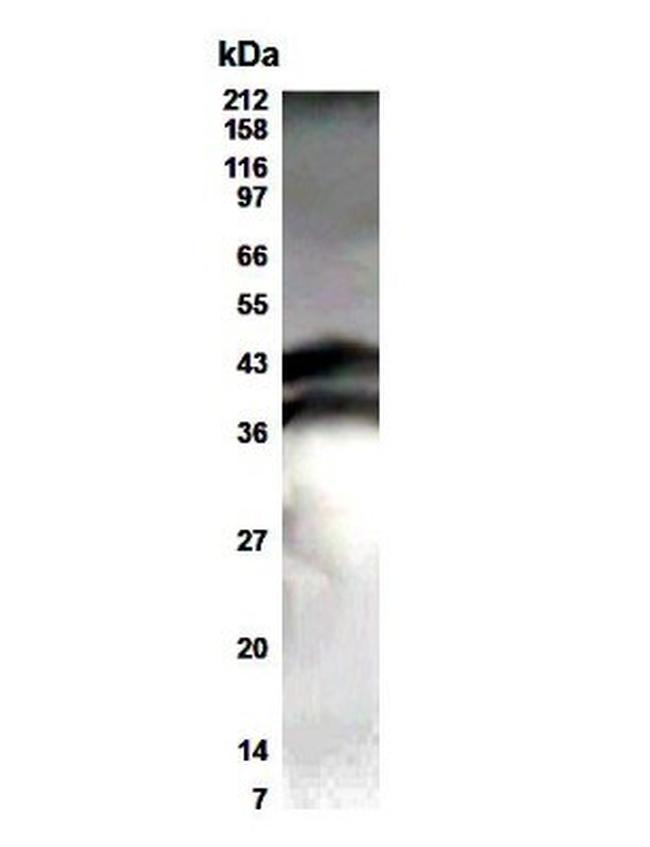 ELF3 Antibody in Western Blot (WB)