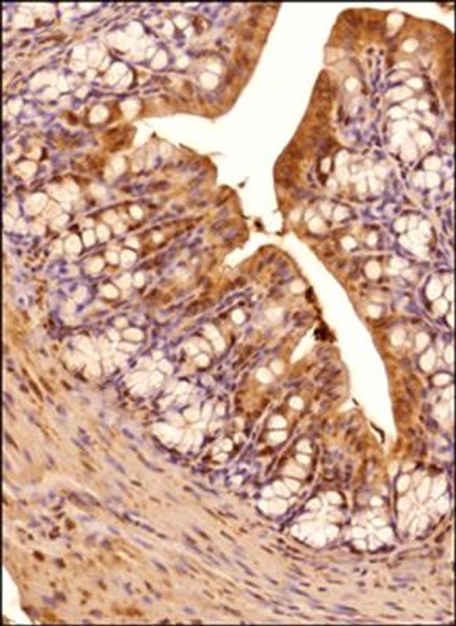 IRE1 alpha Antibody in Immunohistochemistry (Paraffin) (IHC (P))