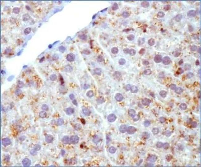 ADFP Antibody in Immunohistochemistry (Frozen) (IHC (F))