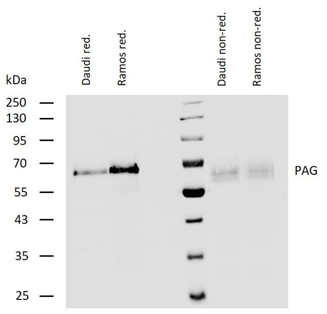 PAG1 Antibody in Western Blot (WB)