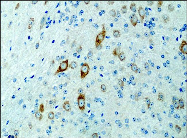 KIF3A Antibody in Immunohistochemistry (Paraffin) (IHC (P))