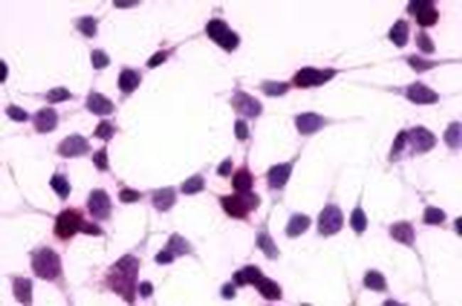 RAI3 Antibody in Immunocytochemistry (ICC/IF)