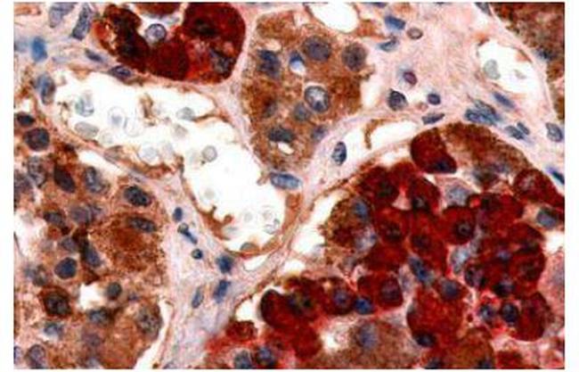 GHRHR Antibody in Immunohistochemistry (Paraffin) (IHC (P))