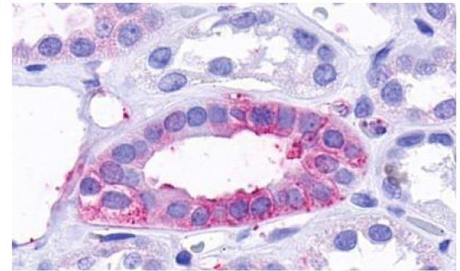 TAAR9 Antibody in Immunohistochemistry (Paraffin) (IHC (P))