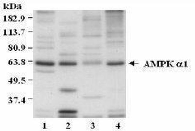 AMPK alpha-1 Antibody in Western Blot (WB)