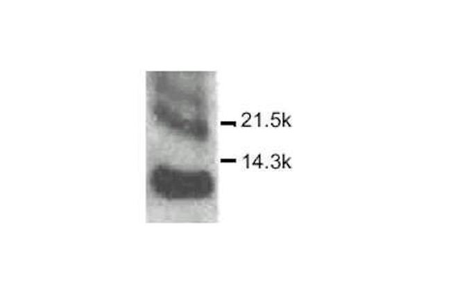 CXCL10 Antibody in Western Blot (WB)