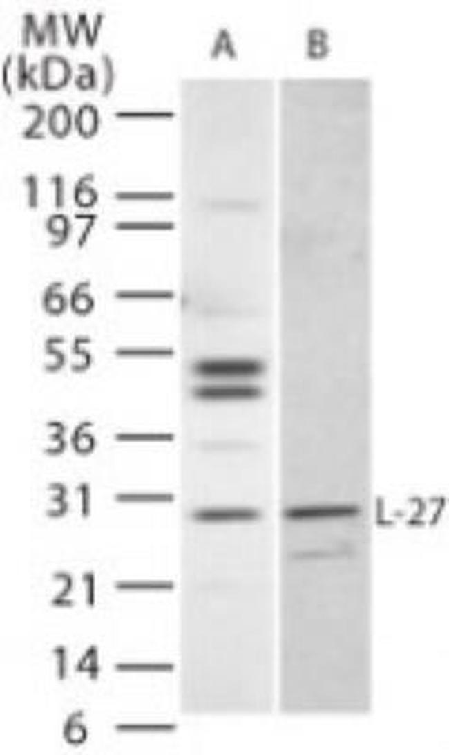 IL-27 p28 Antibody in Western Blot (WB)