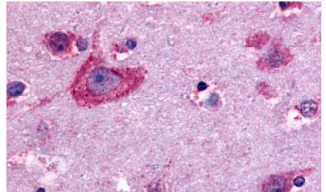 OPRD1 Antibody in Immunohistochemistry (Paraffin) (IHC (P))