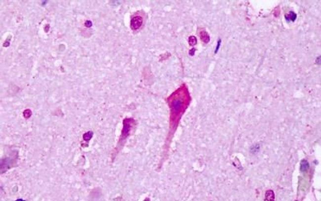 HTR7 Antibody in Immunohistochemistry (Paraffin) (IHC (P))