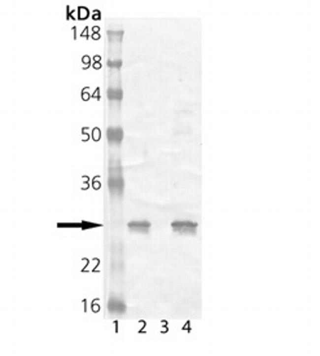 HSP25 Antibody in Western Blot (WB)