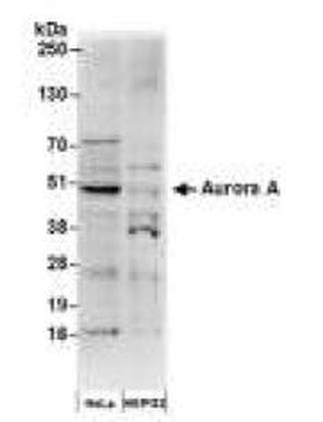 Aurora A Antibody in Western Blot (WB)