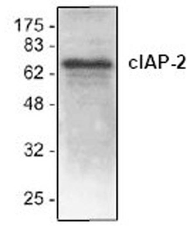 cIAP2 Antibody in Western Blot (WB)