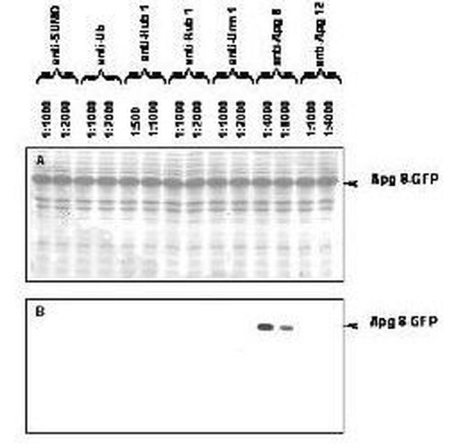 ATG8 Antibody in Western Blot (WB)