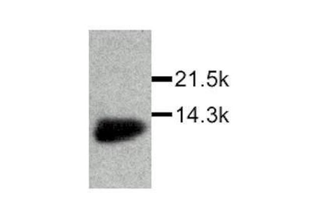 MIF Antibody in Western Blot (WB)