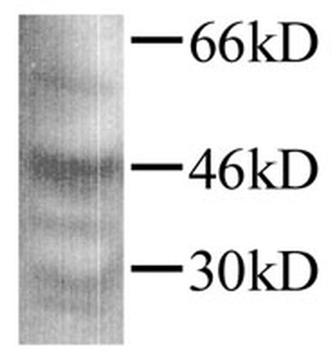 TGF beta-1 Antibody in Western Blot (WB)