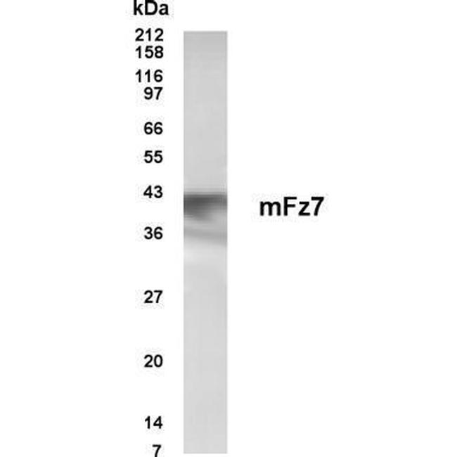 FZD1 Antibody in Western Blot (WB)