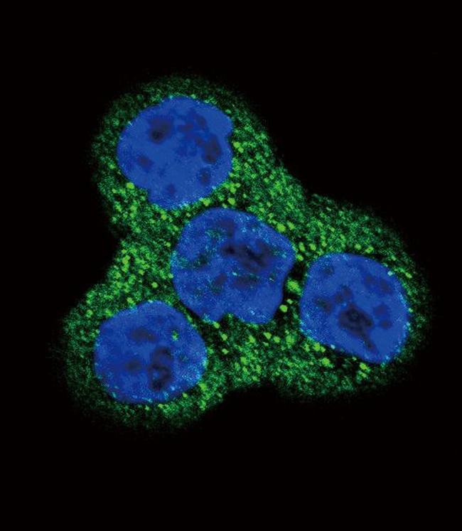 PDGFRB Antibody in Immunocytochemistry (ICC/IF)