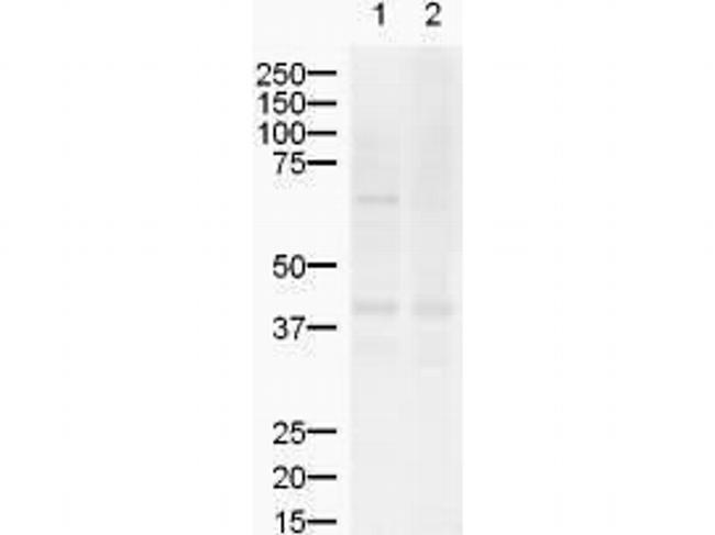 ZIC2 Antibody in Western Blot (WB)