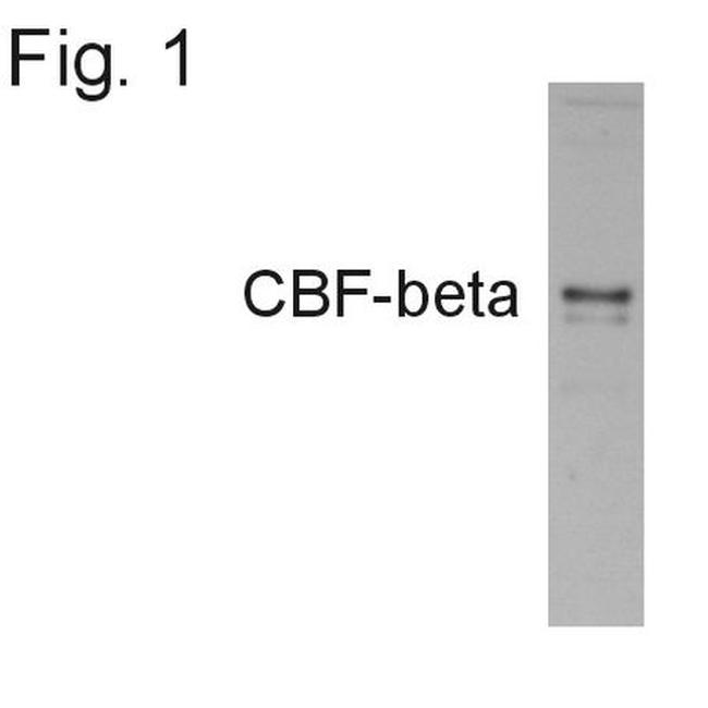 CBF beta Antibody in Western Blot (WB)