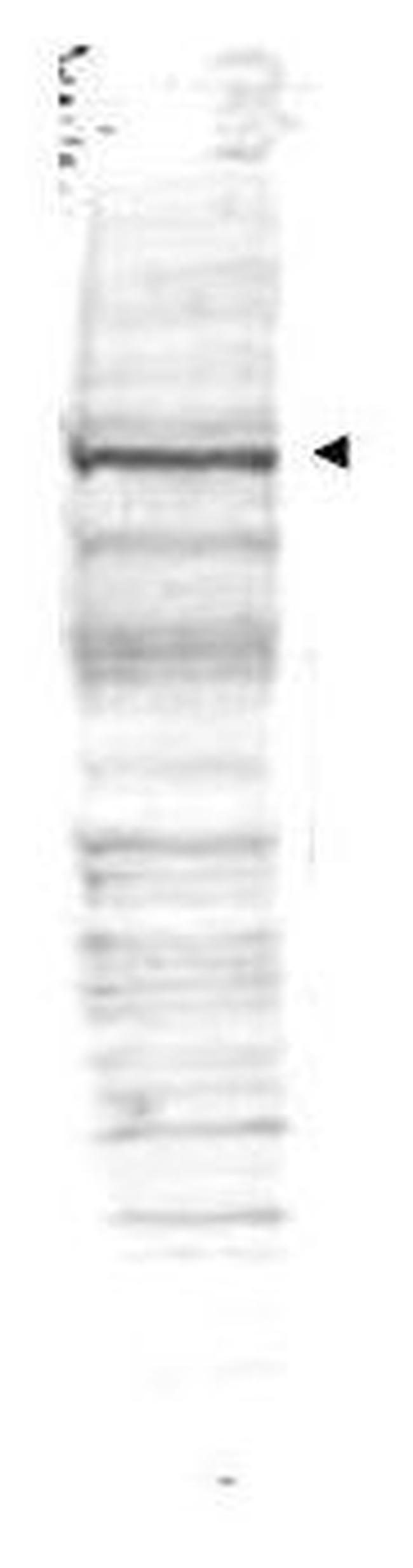 Cdc27 Antibody in Western Blot (WB)