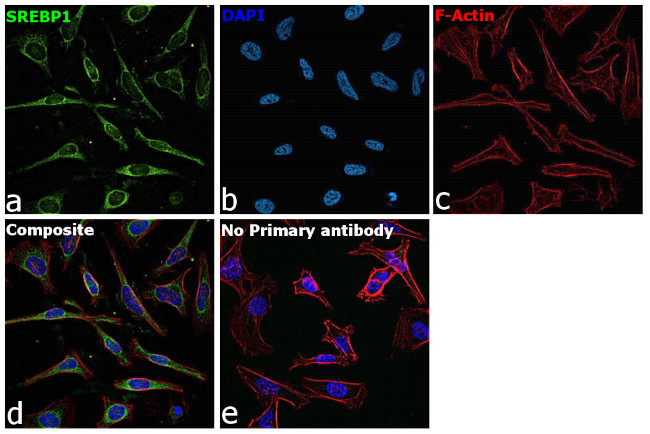 SREBP1 Antibody in Immunocytochemistry (ICC/IF)