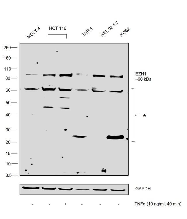 EZH1 Antibody in Western Blot (WB)