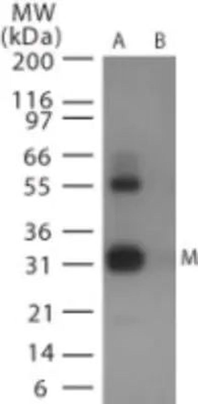 Influenza A H6N1 MP1 Antibody in Western Blot (WB)