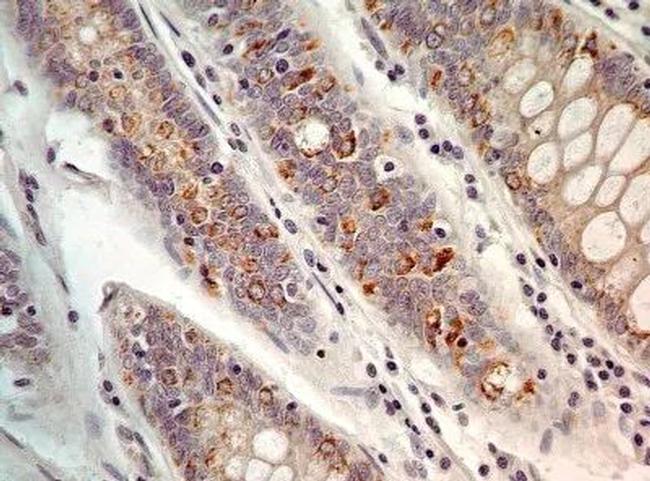 AGR2 Antibody in Immunohistochemistry (Paraffin) (IHC (P))